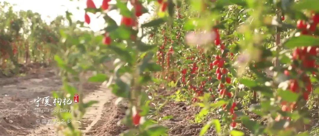 WeChat Image_20220913110000.jpg